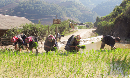 Đồng bào Mông huyện Mù Cang Chải tích cực đưa các giống lúa năng suất cao vào canh tác.